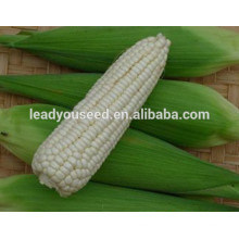 MCO05 Нуо высокая производства гибридных восковидной кукурузы семян для посадки